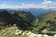 76 Scendo in compagnia degli stambecchi !